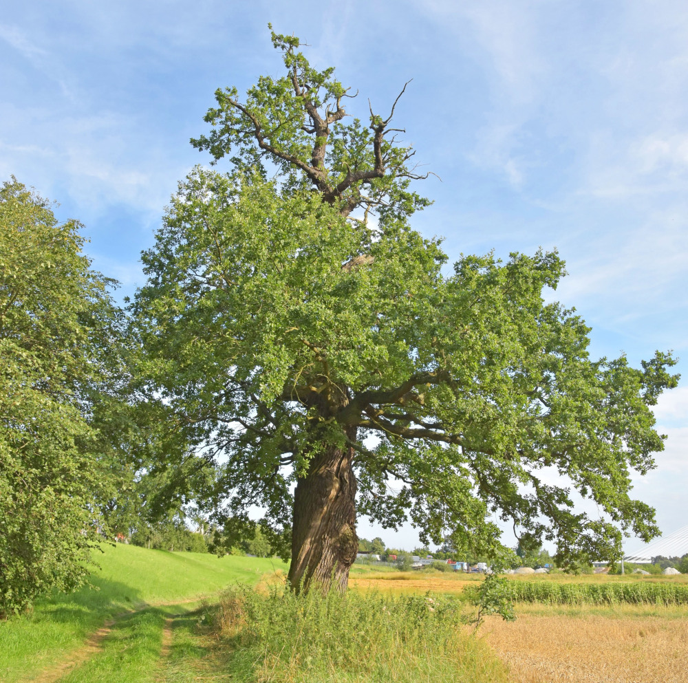 Zdjęcie: wiekowe drzewo