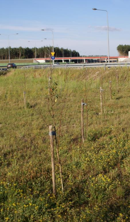 Negatywne przykłady nieodpowiedniej jakości drzew sadzonych przy drogach