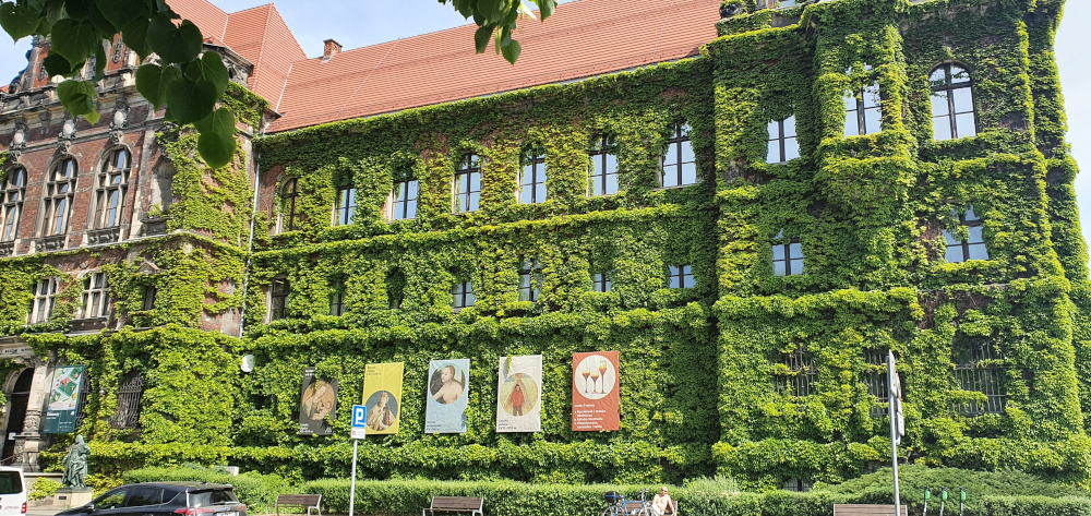 Pnącza też mogą pełnić rolę kompensującą – Muzeum Narodowe we Wrocławiu