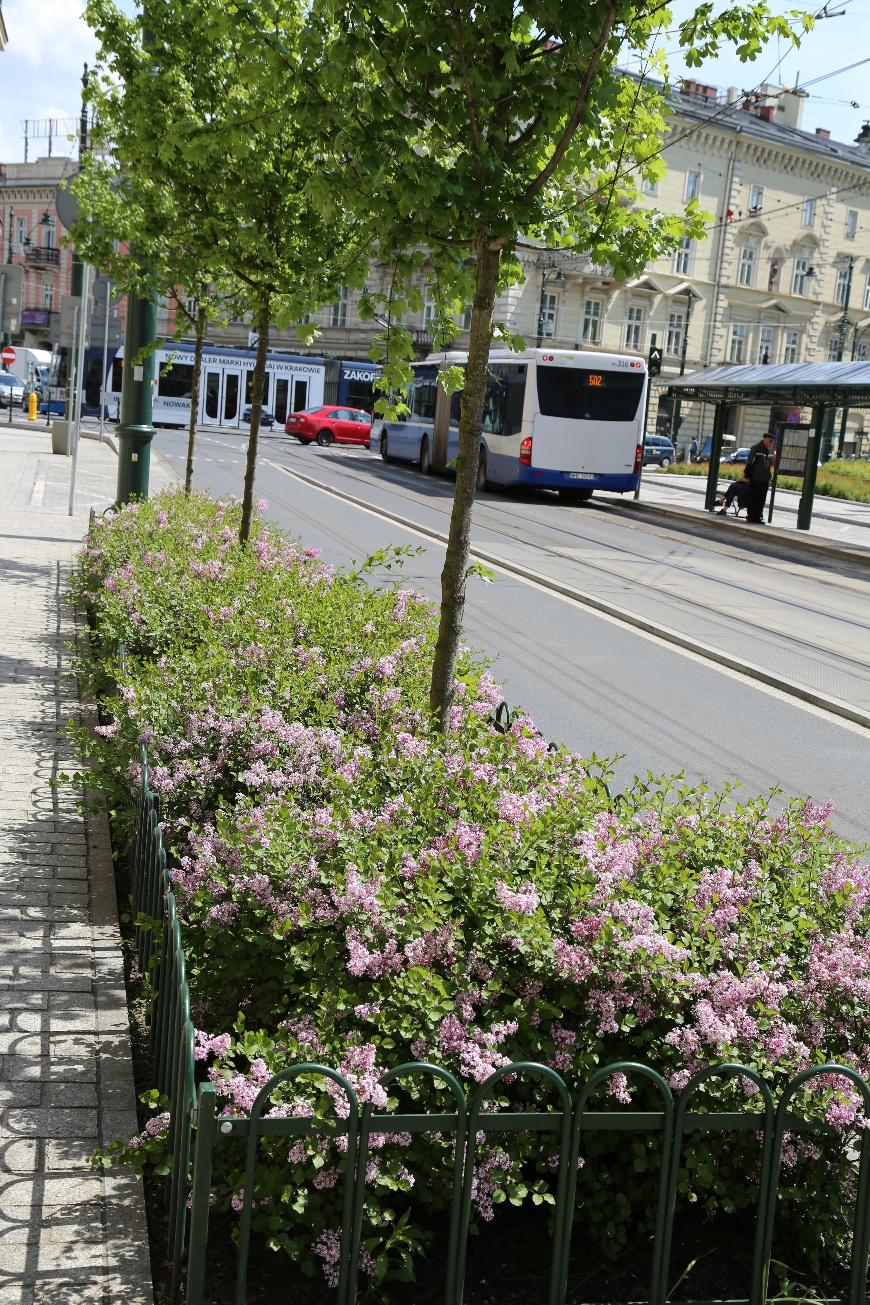 Polecane gatunki drzew i krzewów do nasadzeń w warunkach miejskich